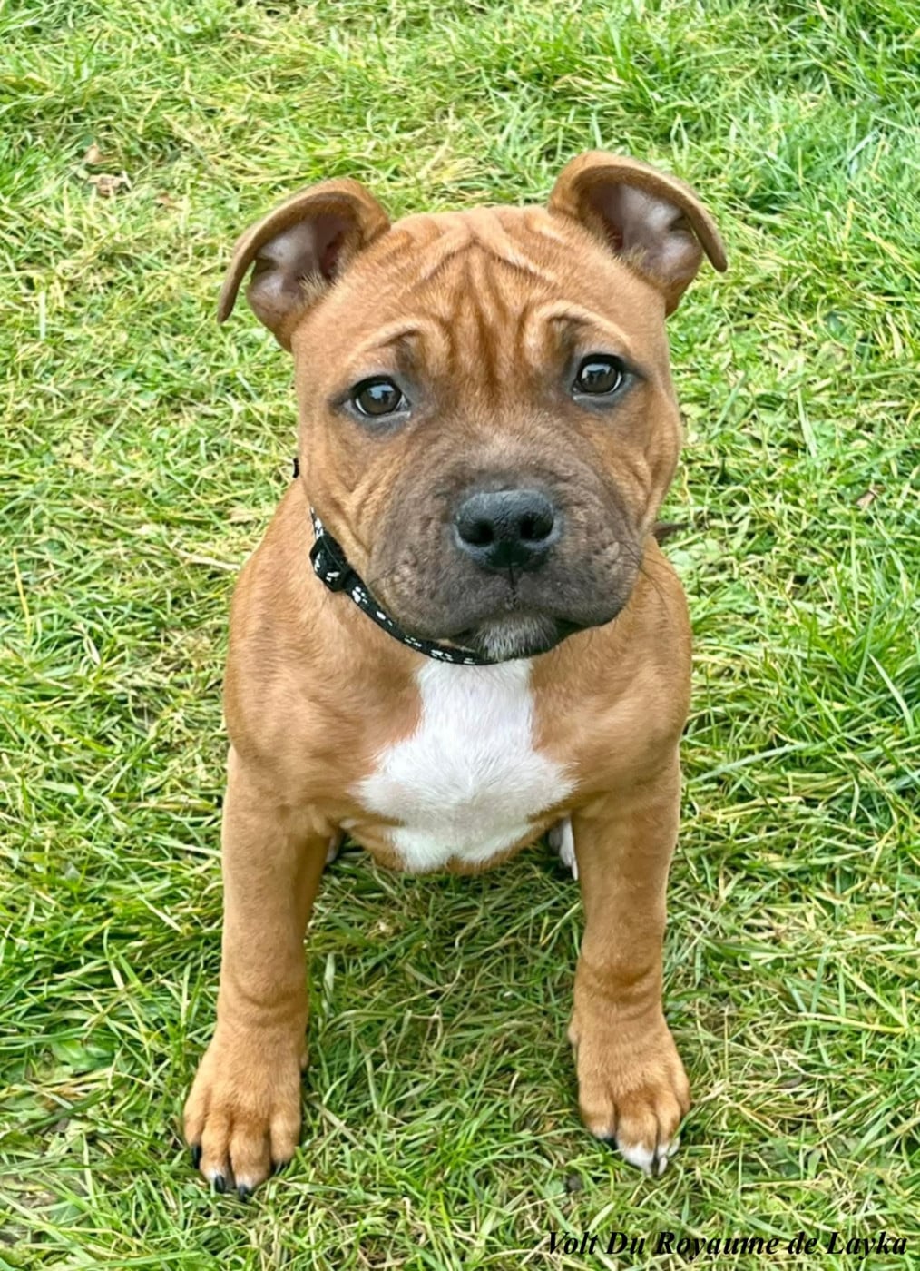 Volt Du Royaume De Layka