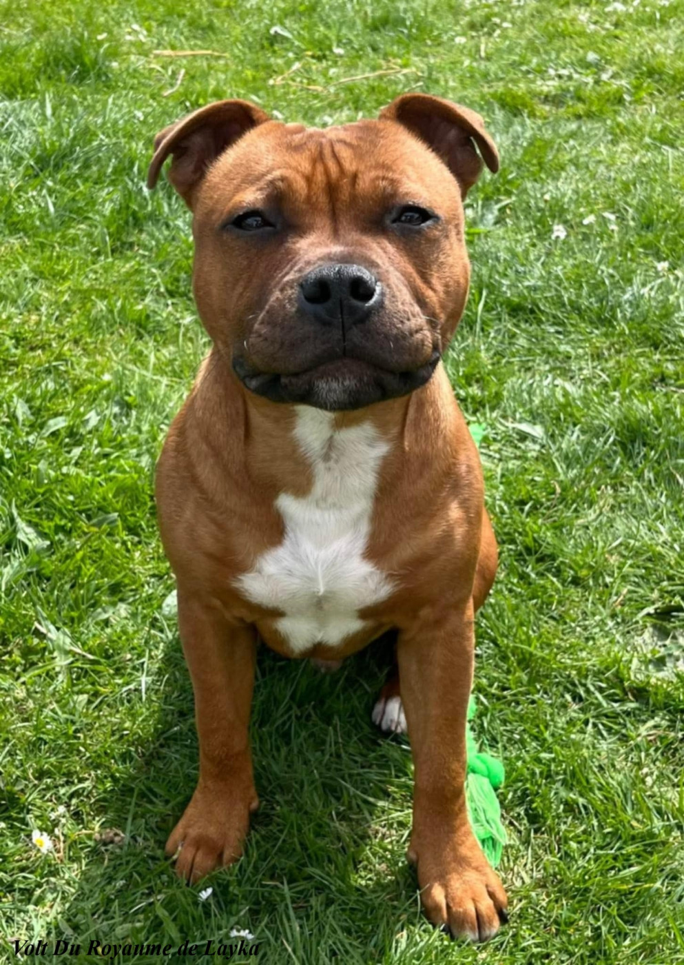 Volt Du Royaume De Layka