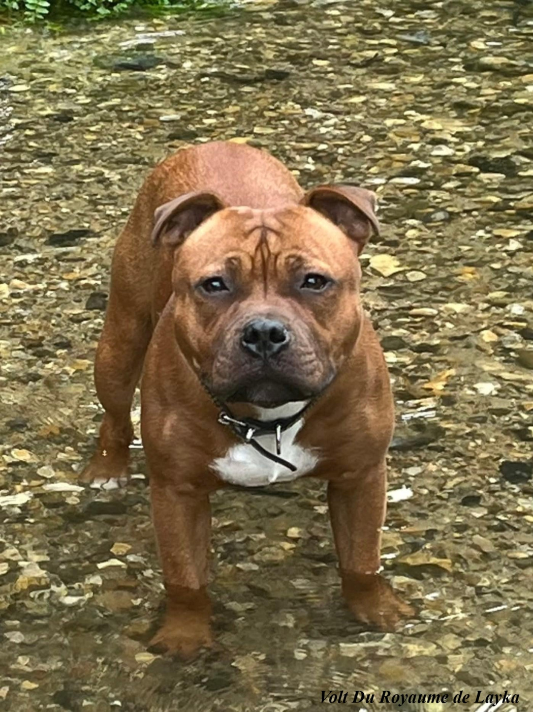 Volt Du Royaume De Layka