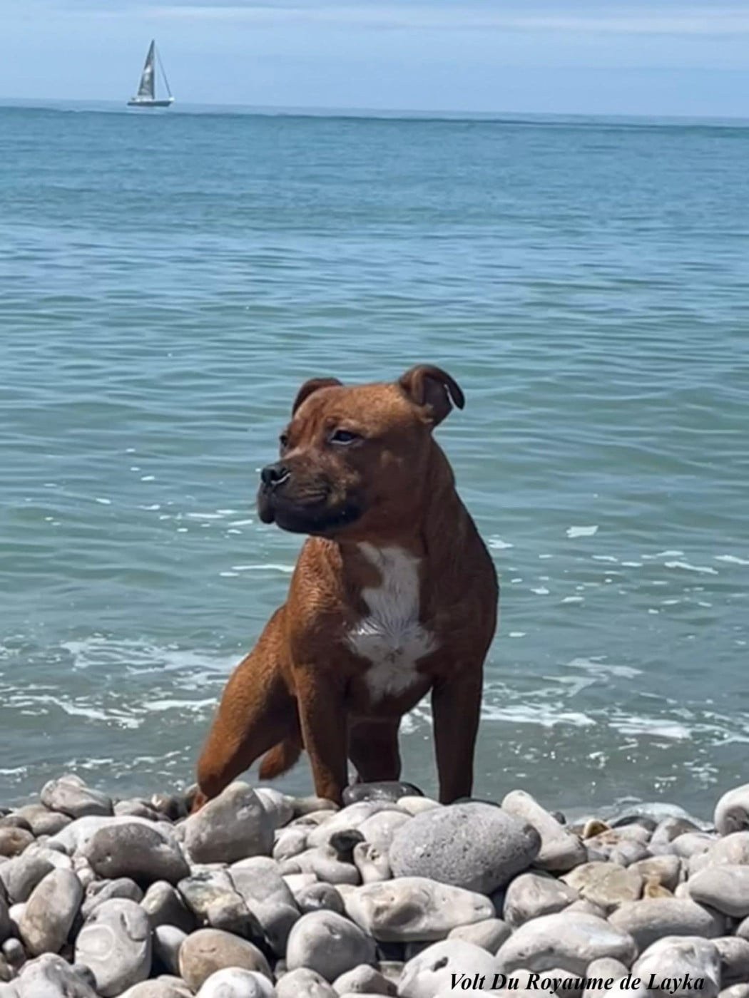 Volt Du Royaume De Layka