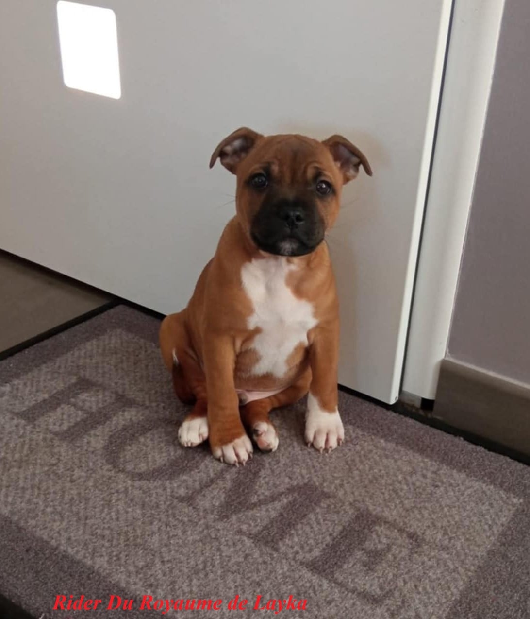 Rider Du Royaume De Layka