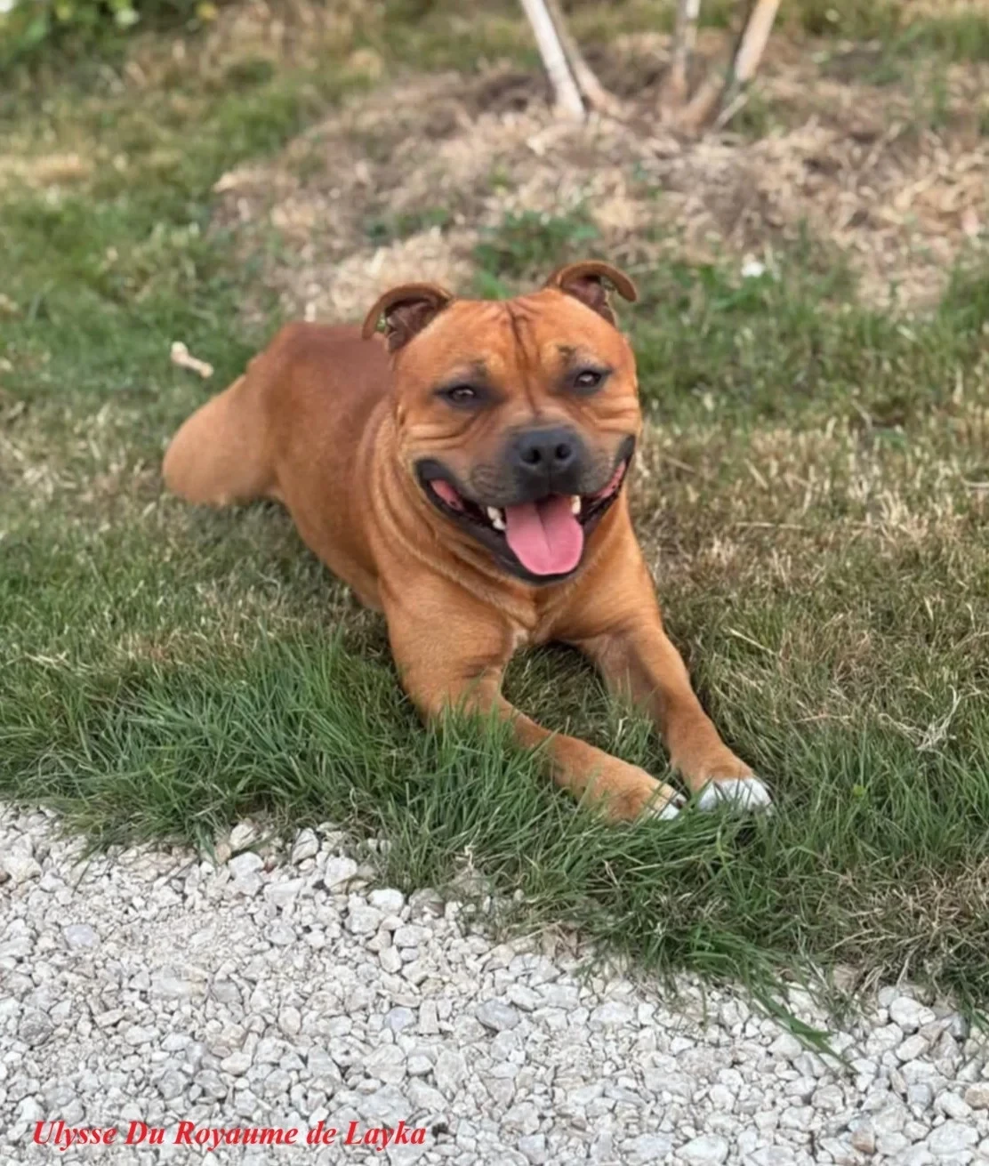 Ulysse Du Royaume De Layka