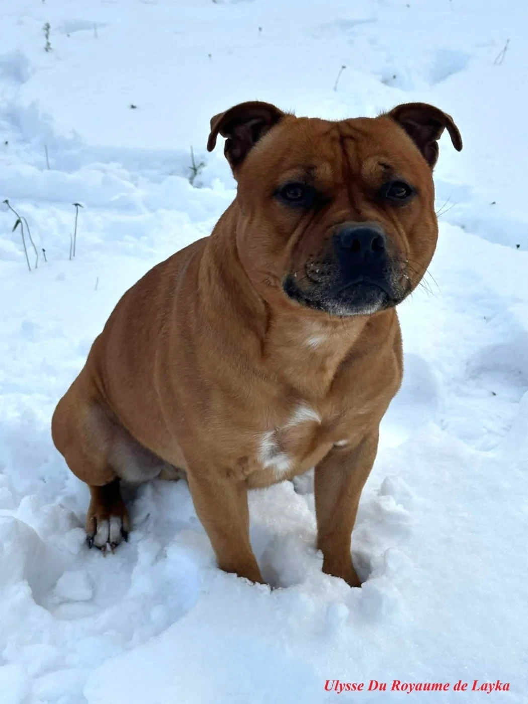 Ulysse Du Royaume De Layka