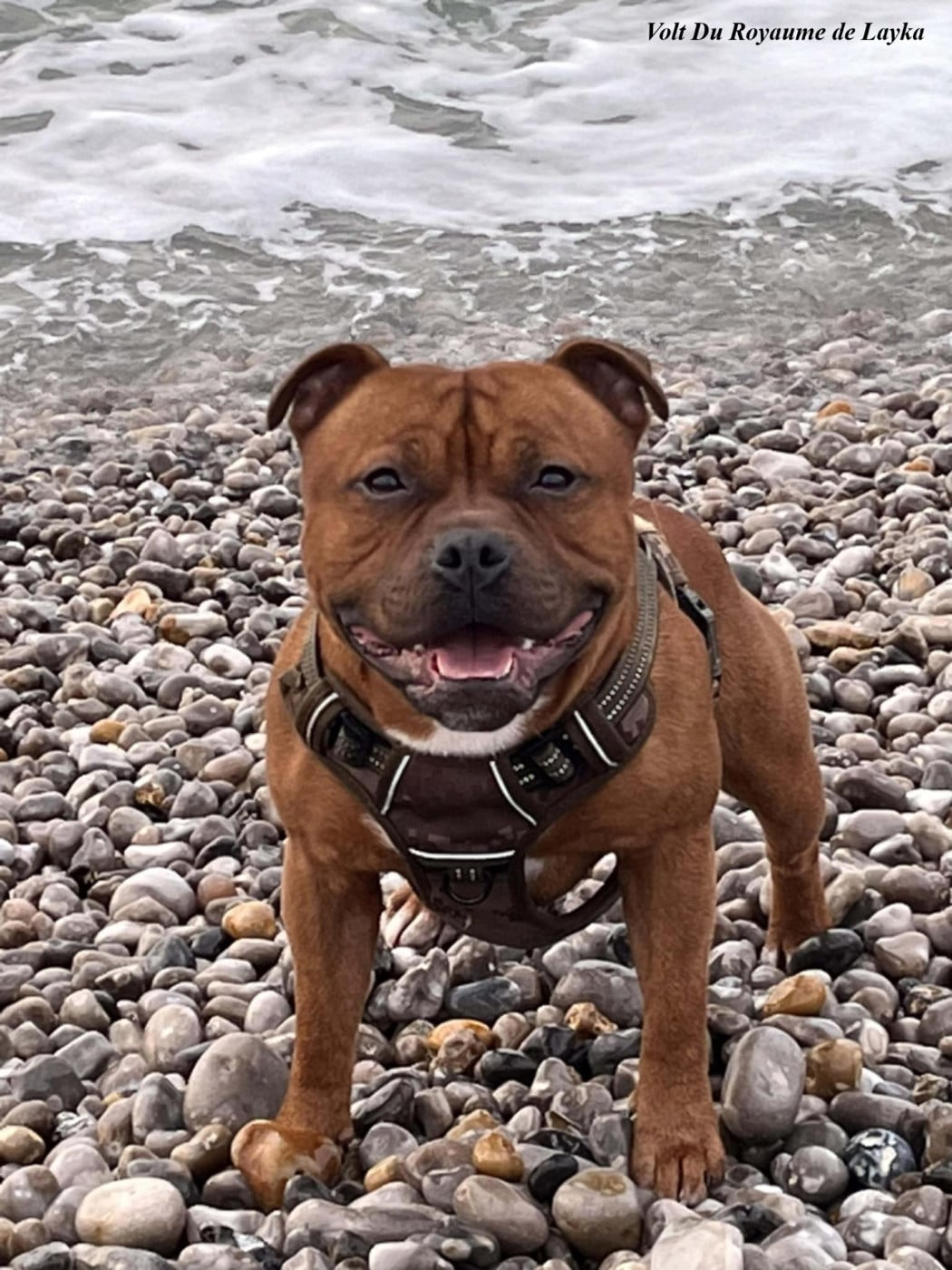 Volt Du Royaume De Layka