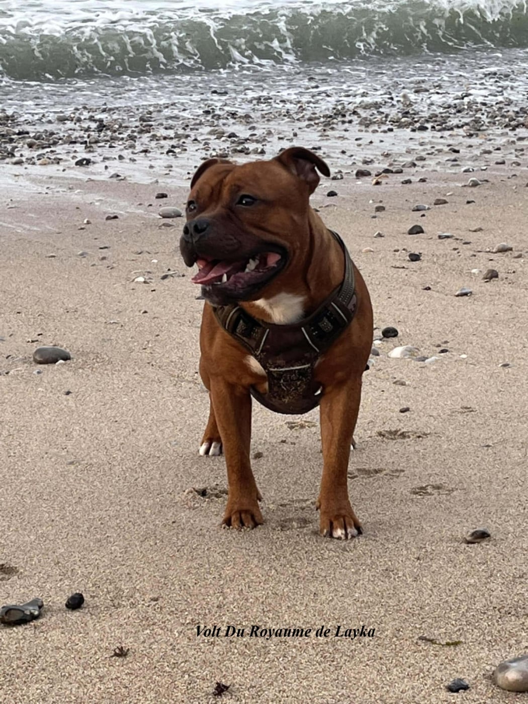 Volt Du Royaume De Layka