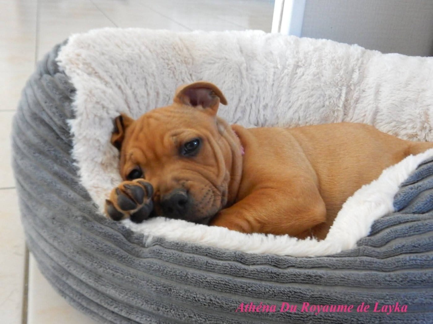 Athéna Du Royaume De Layka