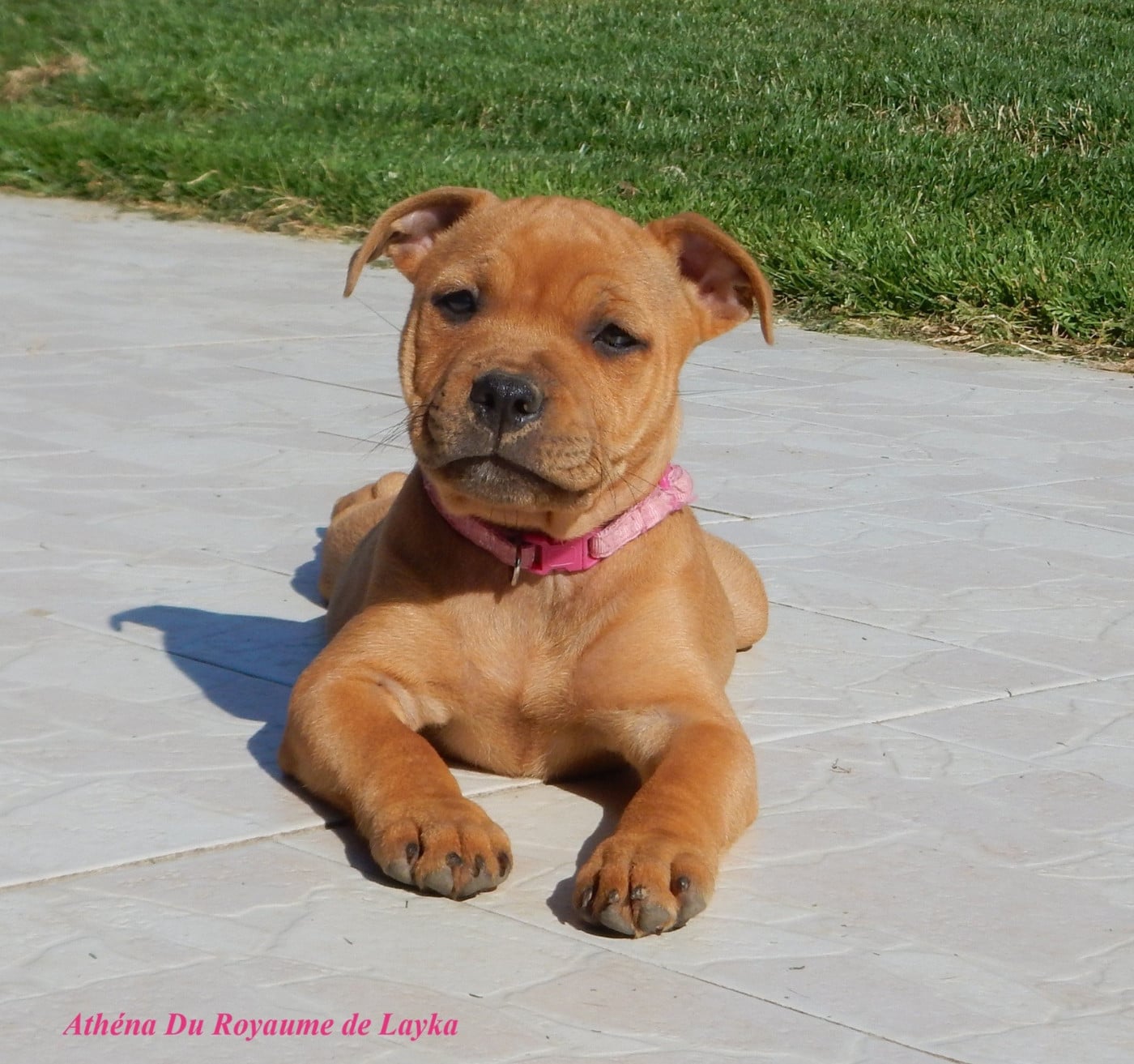 Athéna Du Royaume De Layka