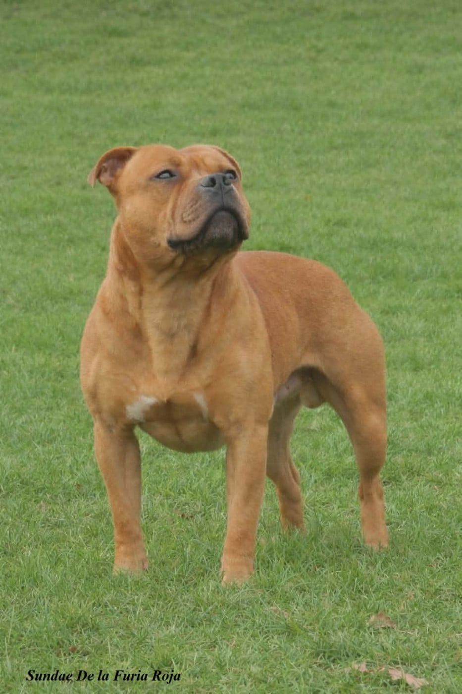 Sundae De La Furia Roja