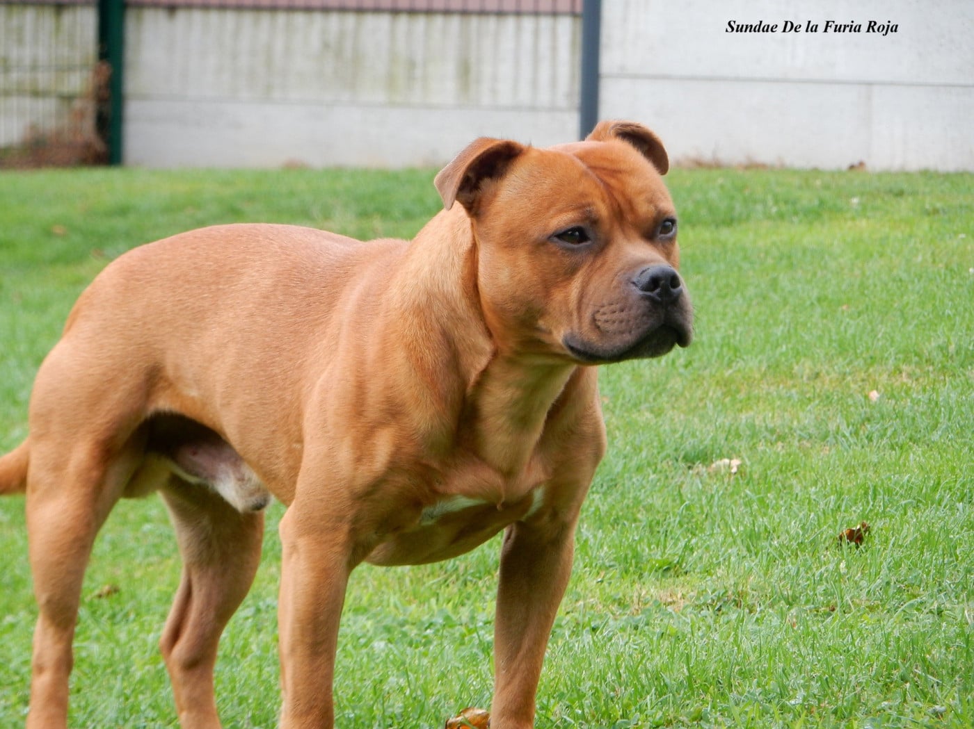 Sundae De La Furia Roja