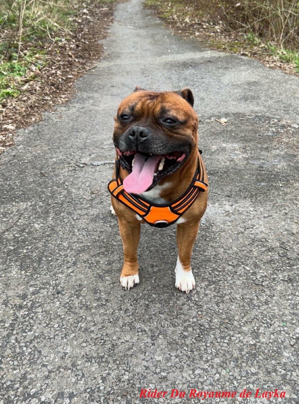 Rider Du Royaume De Layka