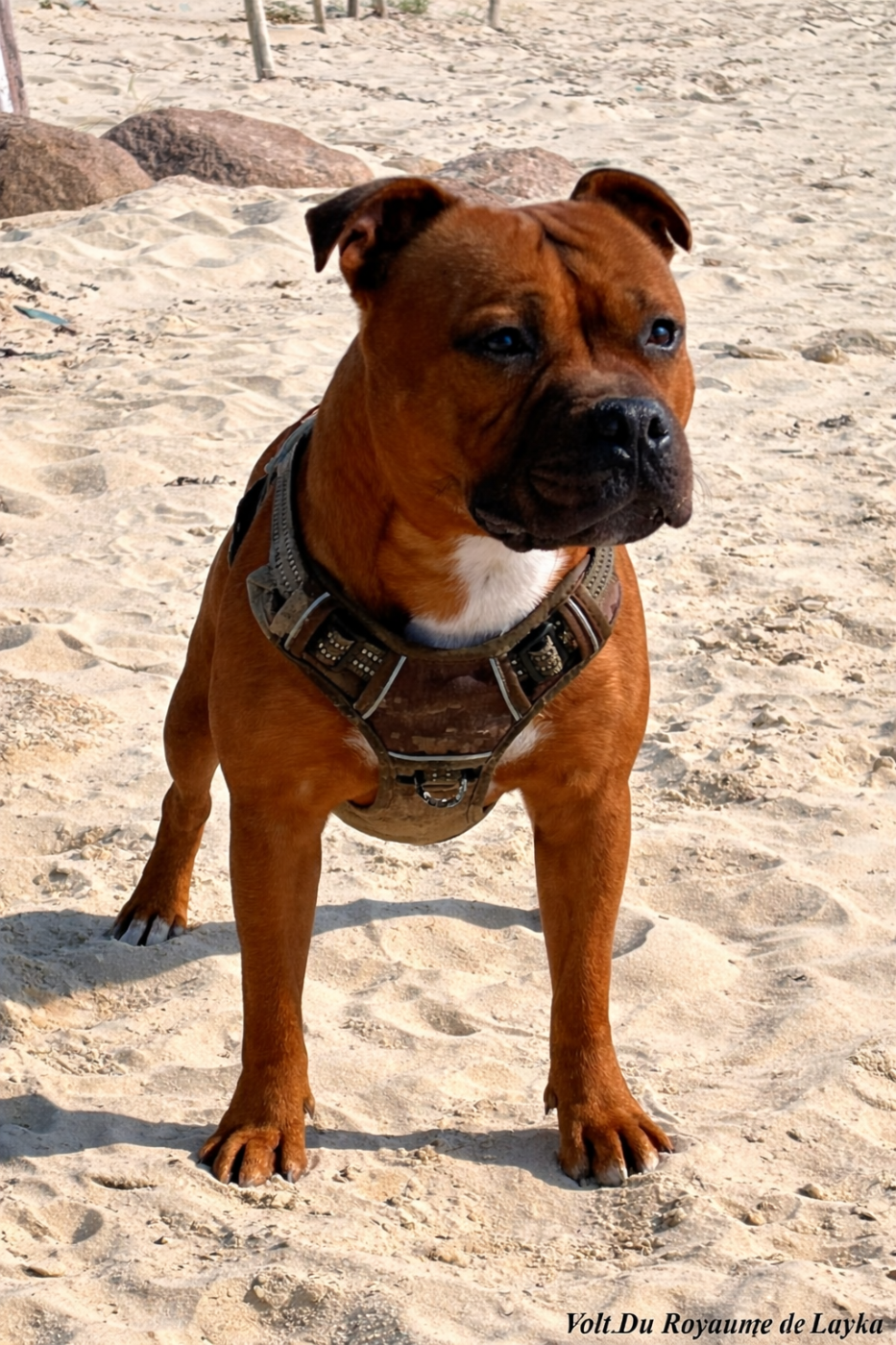 Volt Du Royaume De Layka