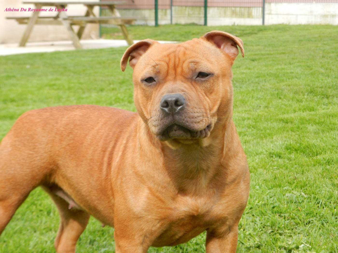 Athéna Du Royaume De Layka