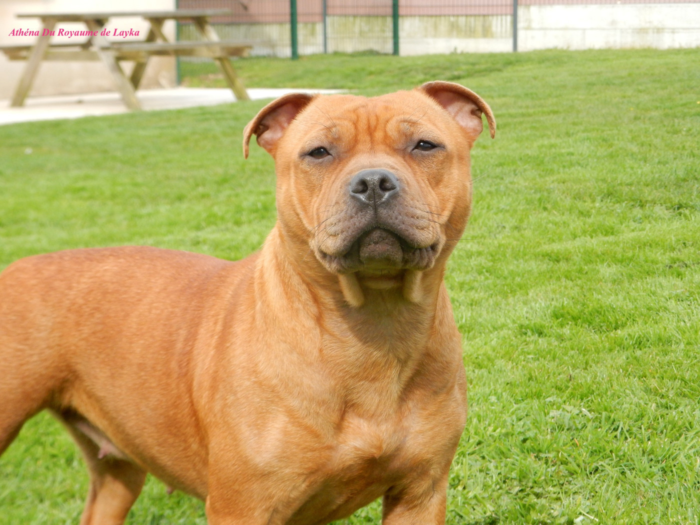 Athéna Du Royaume De Layka