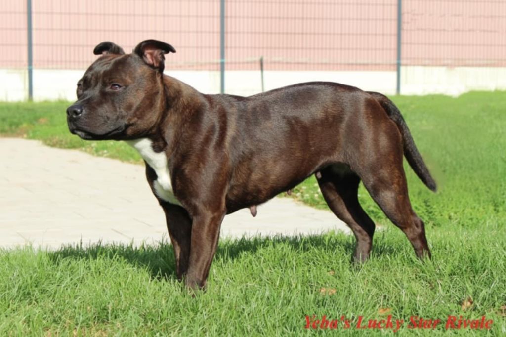 Yeba's Lucky Star Rivale