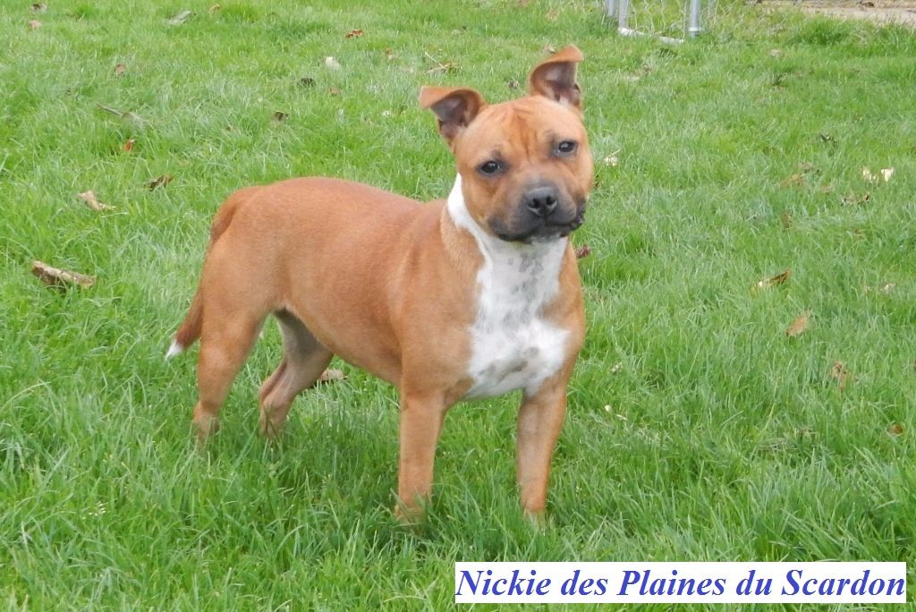 Nickie des plaines du scardon