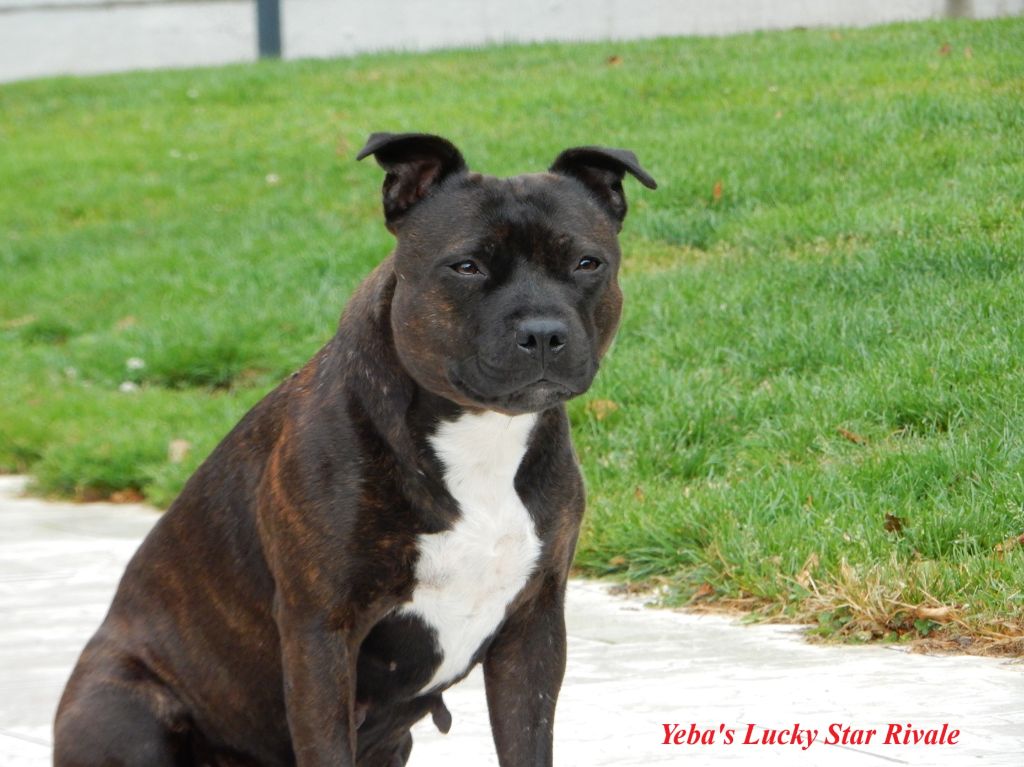 Yeba's Lucky Star Rivale