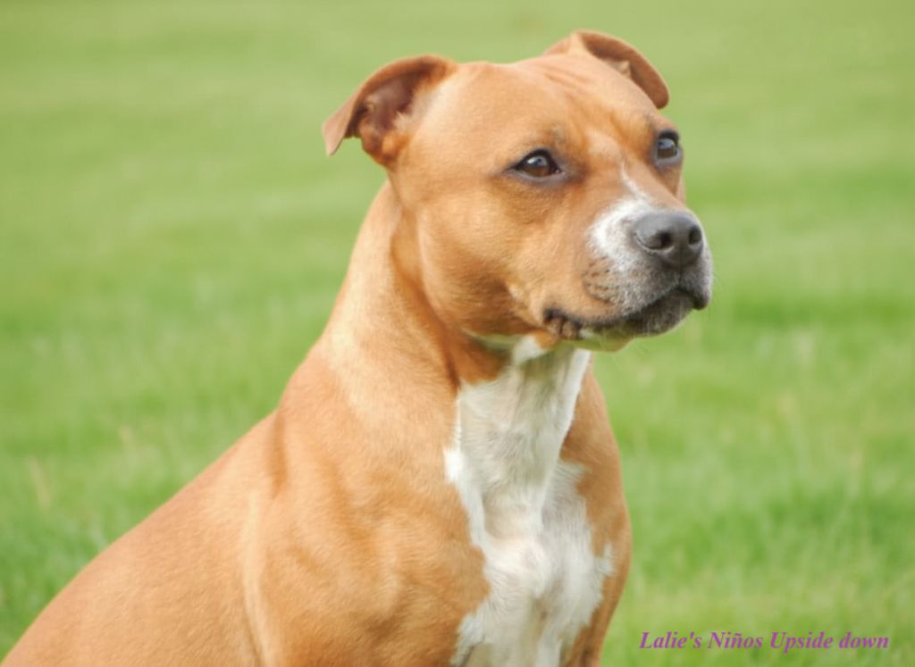 Lalie's Niños Upside down (diana)