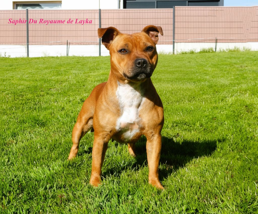 Saphir Du Royaume De Layka