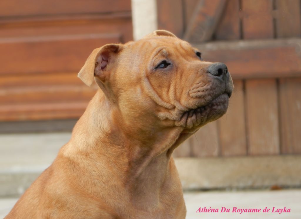 Athéna Du Royaume De Layka