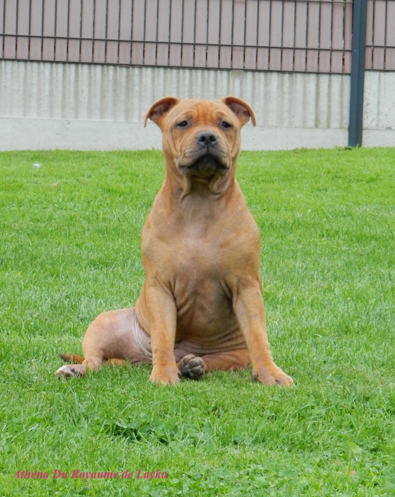 Athéna Du Royaume De Layka