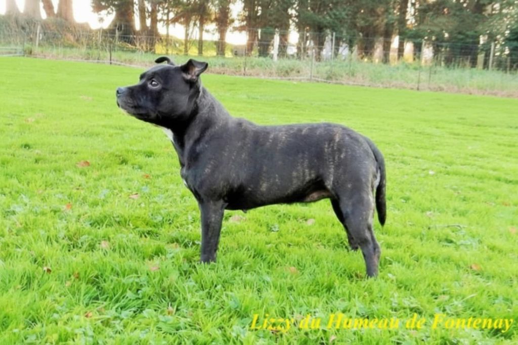 Lizzy du hameau de fontenay