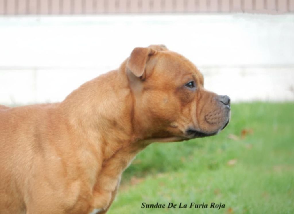 Sundae De La Furia Roja