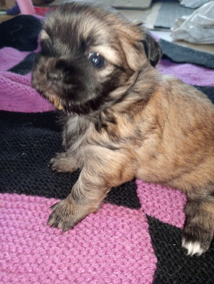 Les chiots de Epagneul tibetain