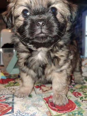 Les chiots de Epagneul tibetain