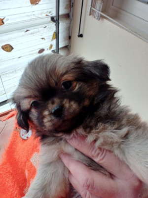 Les chiots de Epagneul tibetain