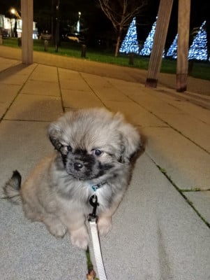 Les chiots de Epagneul tibetain