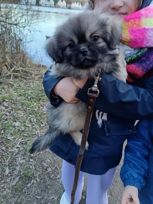 Les chiots de Epagneul tibetain