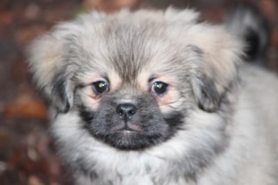 Les chiots de Epagneul tibetain