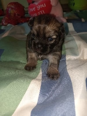 Les chiots de Epagneul tibetain