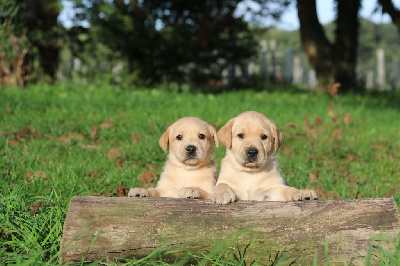Les chiots de Labrador Retriever