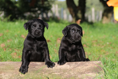 Les chiots de Labrador Retriever