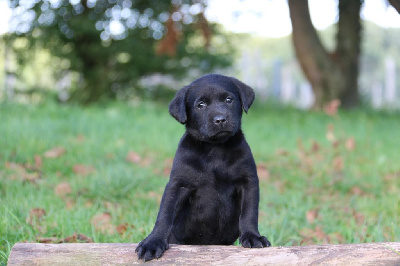 Les chiots de Labrador Retriever