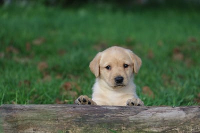 Les chiots de Labrador Retriever