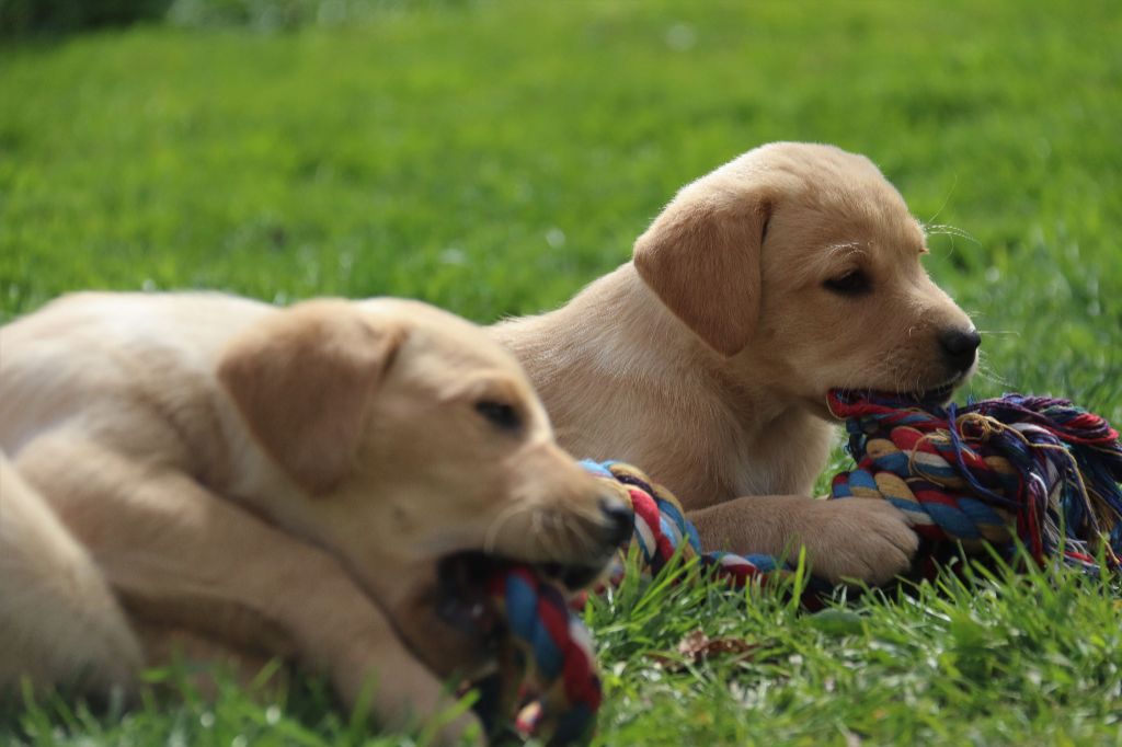 Chiot Labrador Retriever, mâle disponible en Ile De France