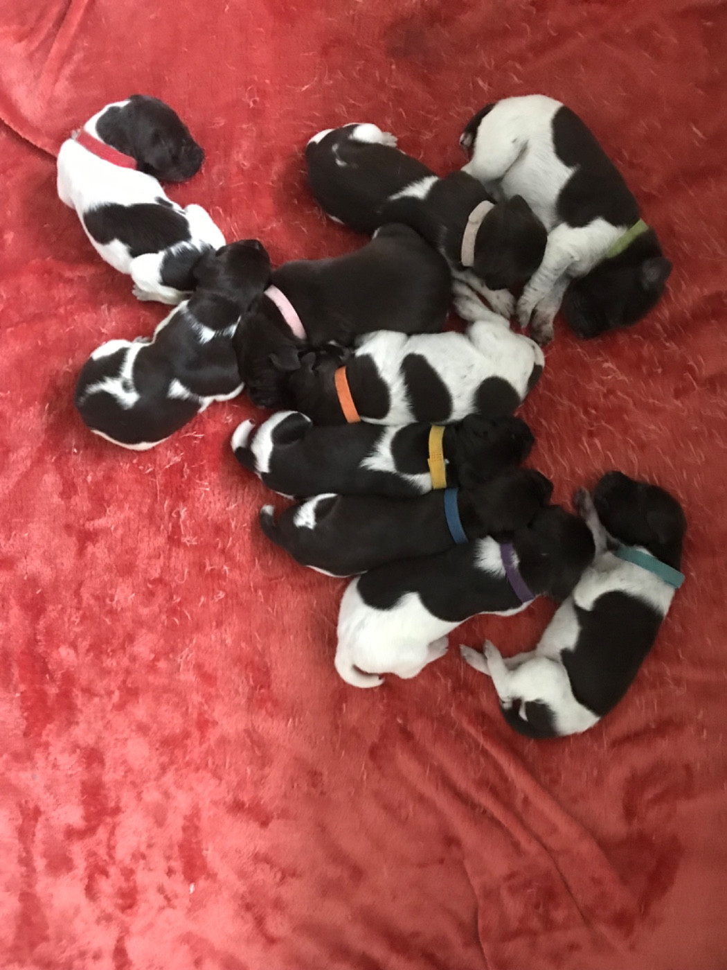 Braque allemand à poil court - Du Clos Saint Emilion