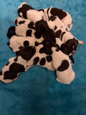 CHIOT 6 - Braque allemand à poil court