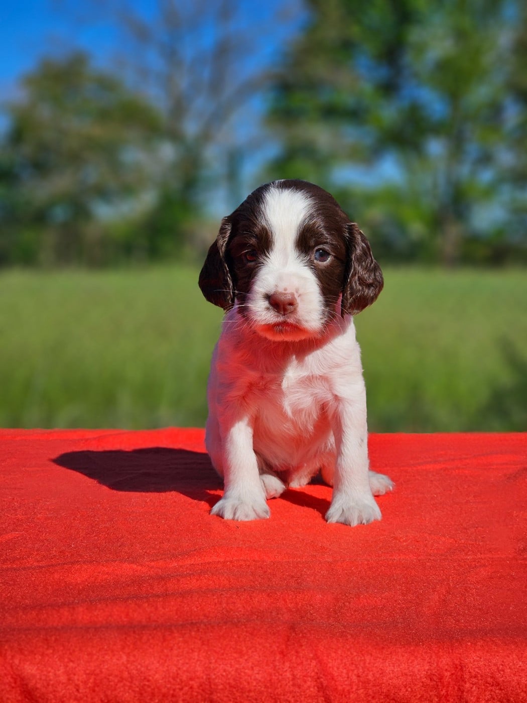 Bella (M GAULOIS)