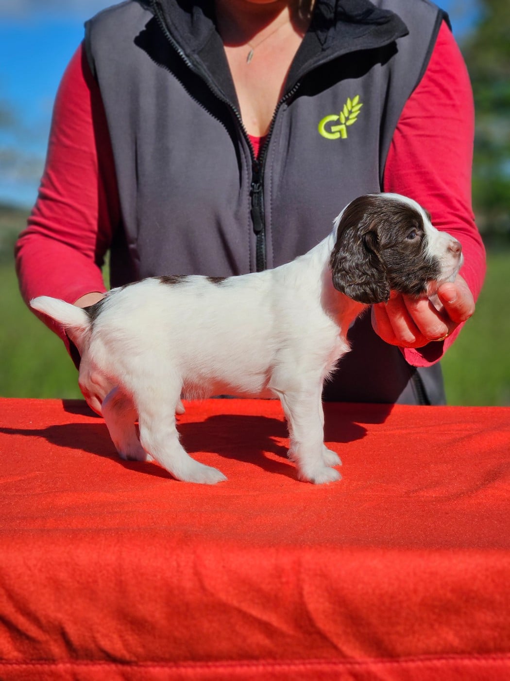Bella (M GAULOIS)