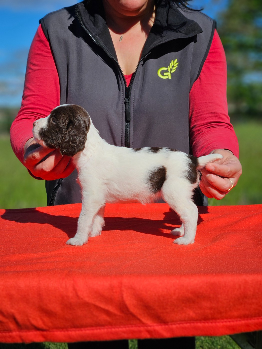 Bella (M GAULOIS)