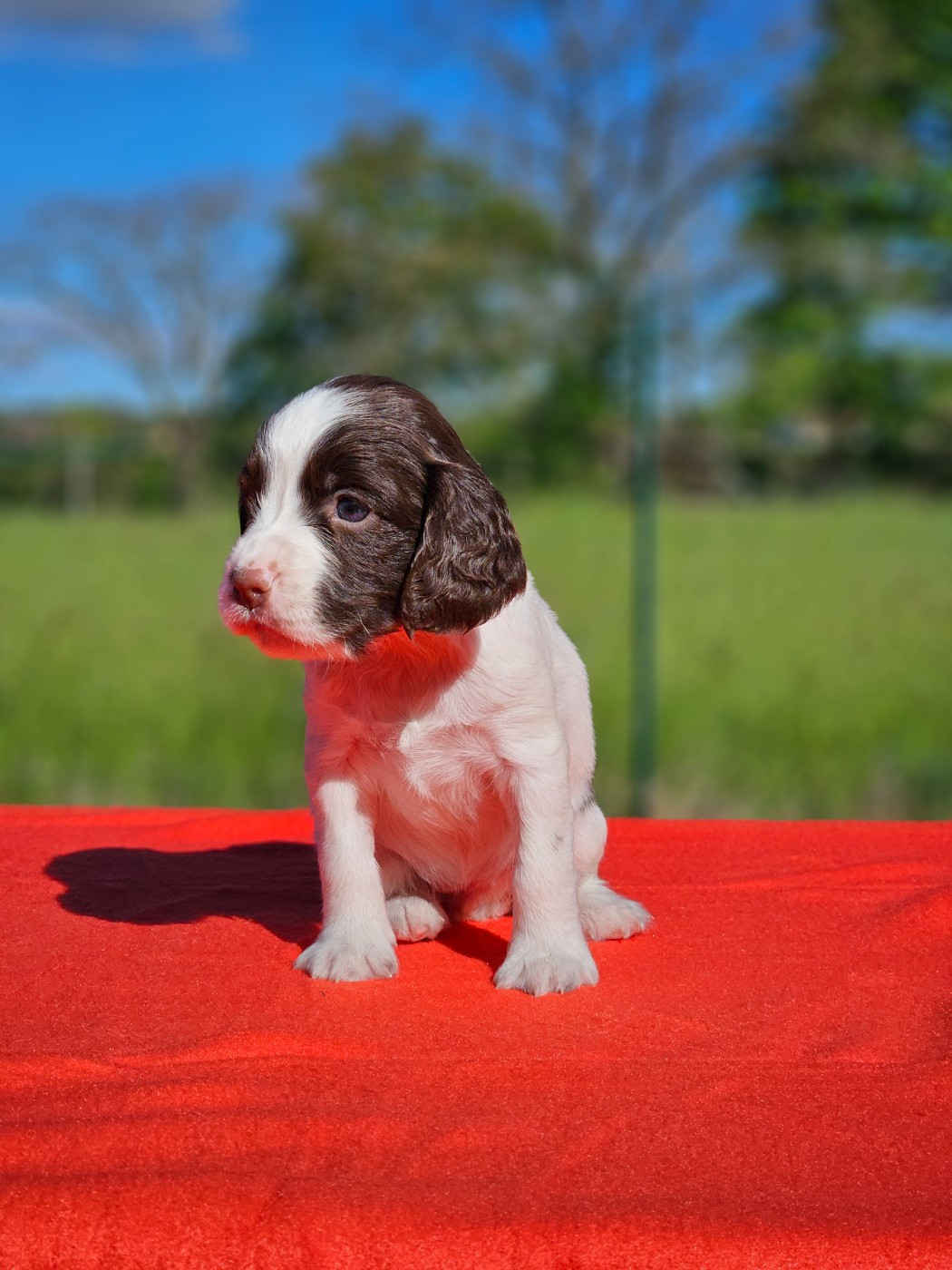 Bella (M GAULOIS)
