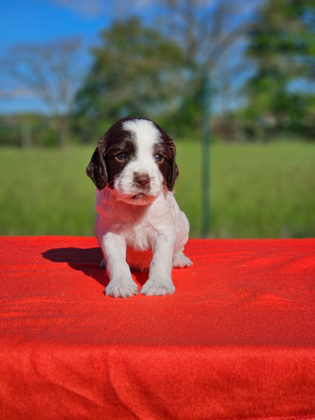 Brownie (M & Mme BONNAFE)