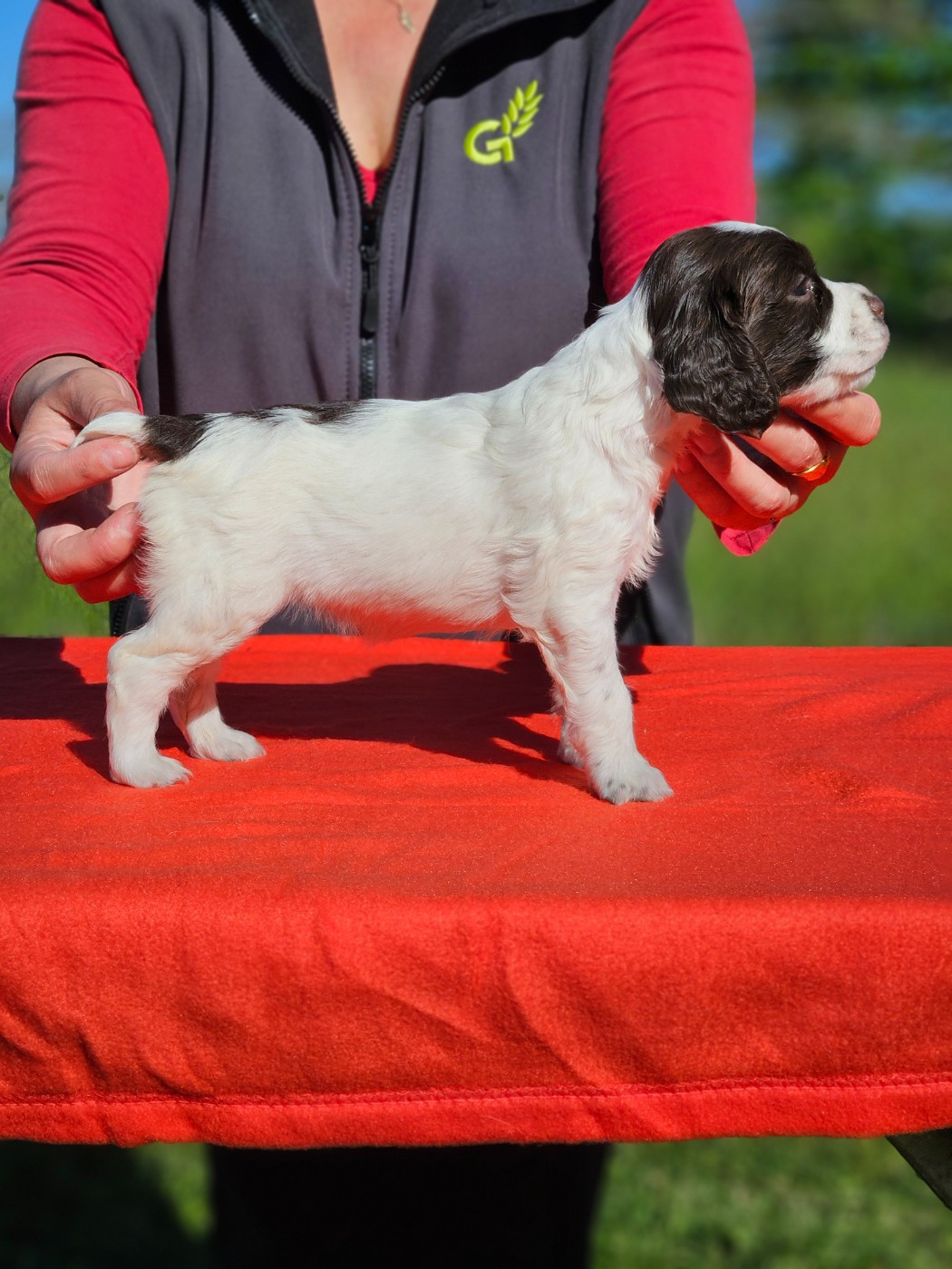 Brownie (M & Mme BONNAFE)