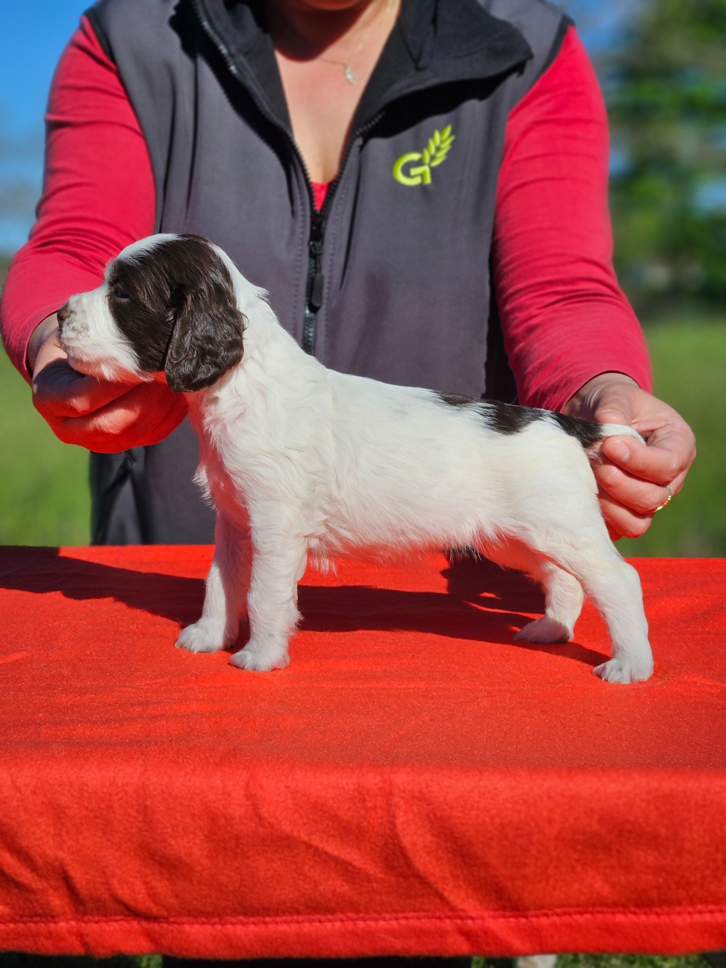 Brownie (M & Mme BONNAFE)