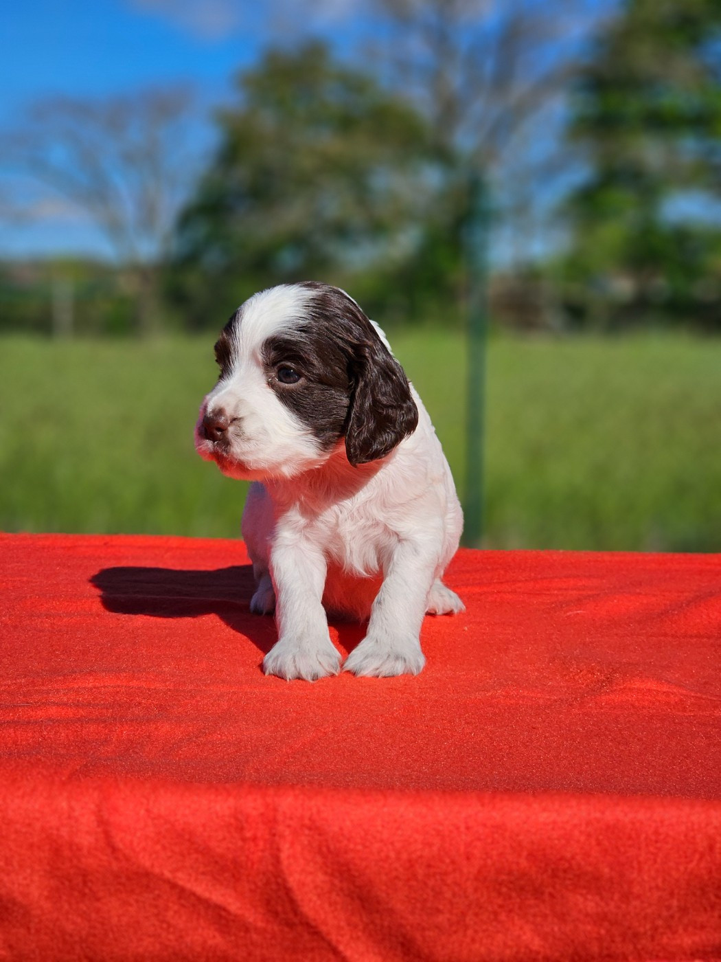 Brownie (M & Mme BONNAFE)