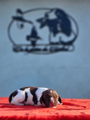 Les chiots de English Springer Spaniel