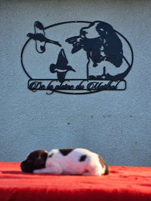 Les chiots de English Springer Spaniel